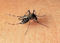 蚊虫防治知识与灭蚊虫方法